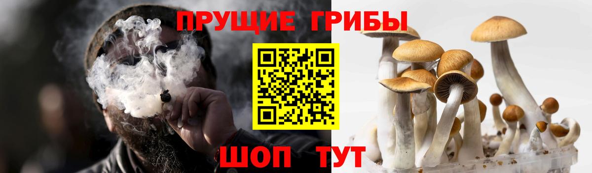 Псилоцибиновые грибы Psilocybine cubensis Пенза